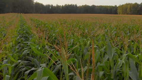 Aerial view of green corn crops field from drone in sunny summer day Stock Footage 138558610