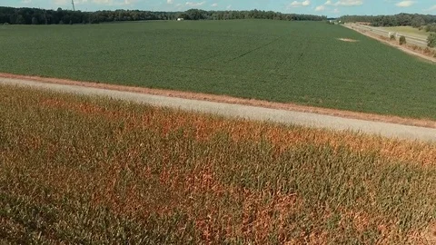 Aerial view of green corn field Stock Footage 77681803