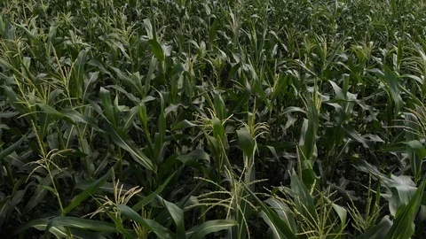 Aerial view of a green corn field. The camera is flying low over the cornfield. Stock Footage 113228468