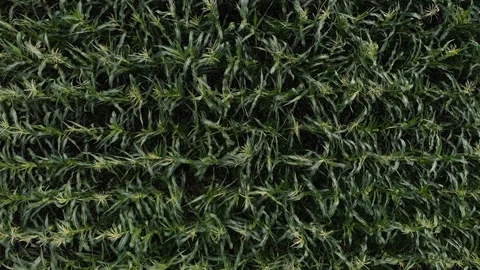Aerial view of a green corn field. The camera flies sideways over the cornfield Video stock 113233345