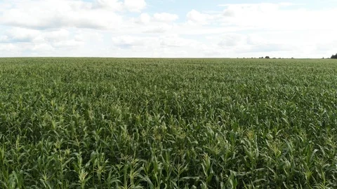 Aerial view of a green corn field. The camera flies forward to the horizon low Stock Footage 113239201
