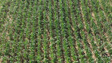 Aerial view of green corn field Video stock 145569097