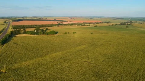 Aerial view of green corn field Stock-Footage 147959522