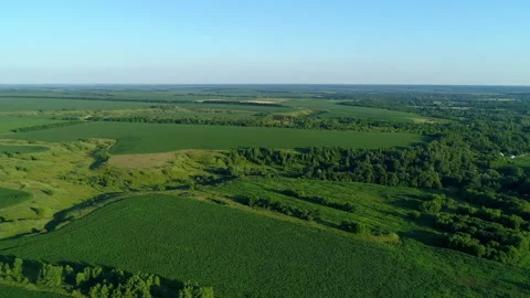 Aerial view green corn field, forest, drone flies over agricultural cornfield Stock Footage 169033728
