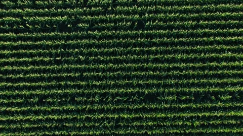 Aerial view of green corn rows in a field, France. Stock Footage 340332176