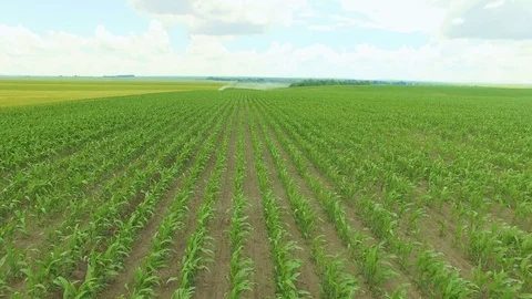 Aerial view of green cornfields in 4K Stock Footage
