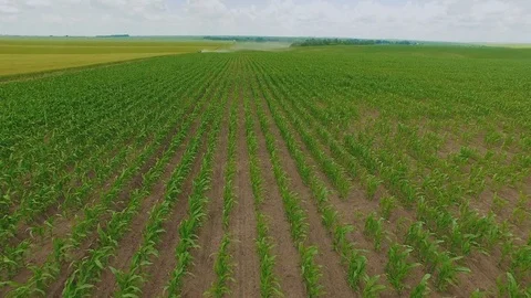 Aerial view of green cornfields in 4K 스톡 동영상 78125916