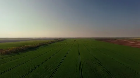 Aerial view of green crop fields at farmland Stock Footage 81384410