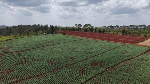 Aerial View of Green Crop Fields and Red Soil Farmland Stock Footage 329817382