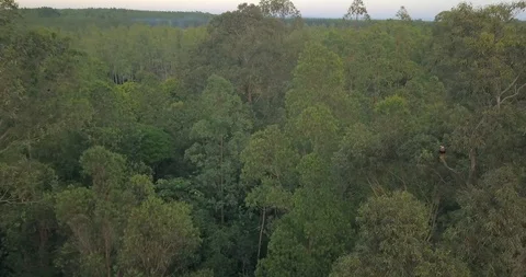 Aerial View of Green Deciduous Forest in Landscape of Paraguay Stock Footage 125398221