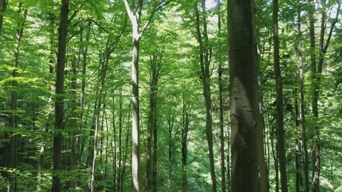 Aerial view of green deciduous trees in the wild forest illuminated by the Stock Footage 165511646