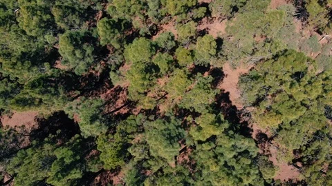 Aerial view - green dense forest of pines, the wind stirs the tops of the trees Stock Footage 110895814