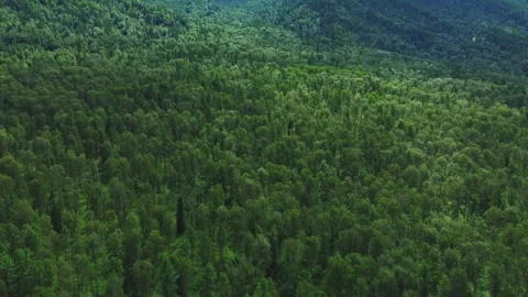 Aerial view a green dense forest. 動画素材 317501621