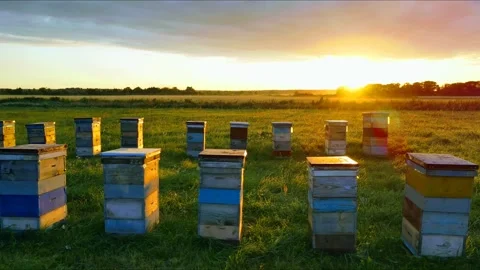 Aerial view of the green field bee hive 44 families Stock Footage 253349968