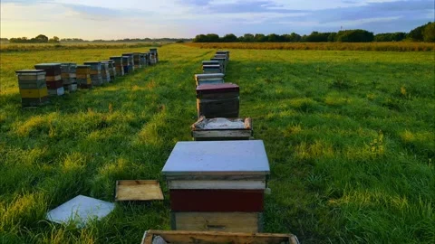 Aerial view of the green field bee hive 44 families Stock Footage 253351678