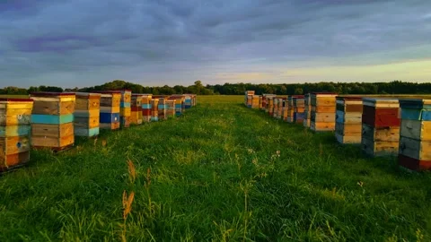 Aerial view of the green field bee hive 44 families Stock Footage 253352866