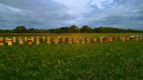 Aerial view of the green field bee hive 44 families Stock Footage 253352932