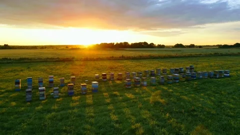 Aerial view of the green field bee hive 44 families Stock Footage 253352939