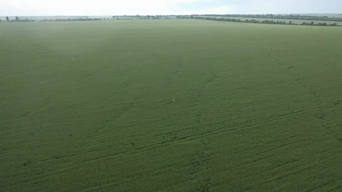 Aerial view of a green field Stock Footage 129105378