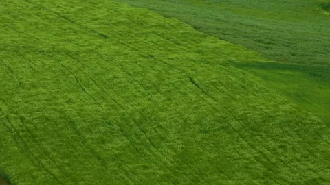Aerial View of Green Field with Grass Moving Like Waves 1 Stock Footage 337691275