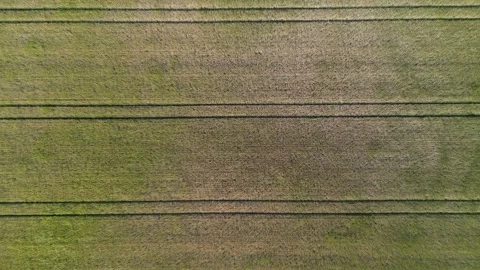 Aerial view of a green field with parallel lines dividing the ground, wind Stock Footage 329944876