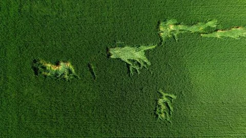 Aerial View Green Field Patterns Wind Turbines Rural Landscape Stock Photos