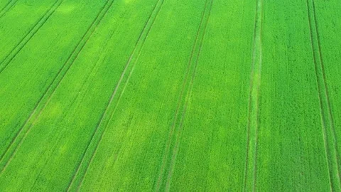 Aerial view of green field, young grain plantation Stock Footage 166345554