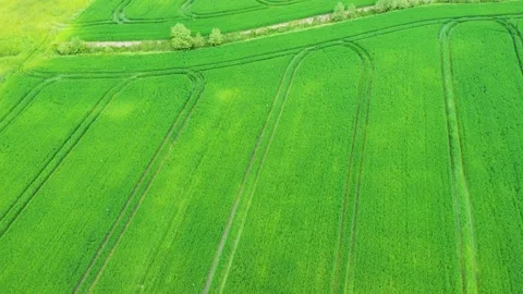 Aerial view of green field, young grain plantation Stock Footage 166345666