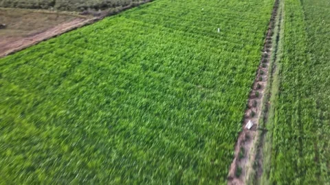 Aerial view of green fields and a farm homestead in Gujarat India Stockbeeldmateriaal 336278117