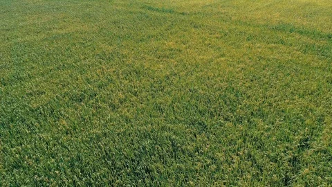 Aerial view of green fields Stock Footage 94363000