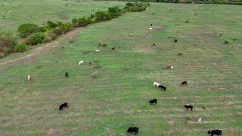 Aerial view of green fields Video stock 296542080