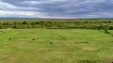 Aerial view of green fields Video stock 296542083