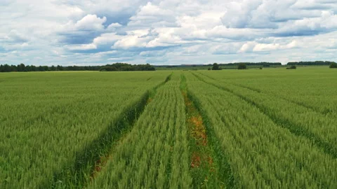 Aerial view of green fields Stock Footage 300004364