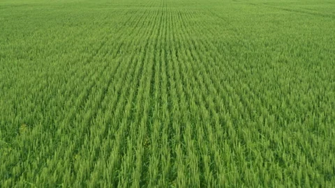 Aerial view of green fields Video stock 300157702