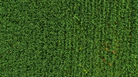 Aerial view of green fields Video stock 300158042