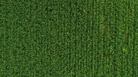 Aerial view of green fields Video stock 300158677