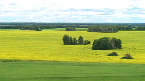 Aerial view of green fields Video stock 300160324
