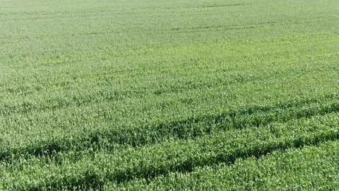 Aerial view of green fields in Krasnodar region, Anapa, Russia Stock Footage 314875980