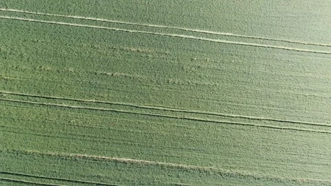 Aerial view of green fields in Krasnodar region, Anapa, Russia Stock Footage 314928781