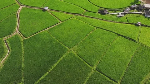 Aerial view Green fields North of Thailand. Stock Footage 119578736