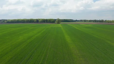 Aerial view of green fields in spring. Beautiful spring rural landscape Stock Footage 129889076