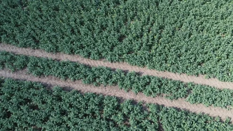 Aerial view of green fields in spring 스톡 동영상 333136107