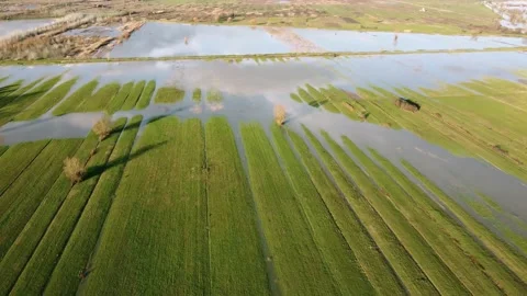 Aerial view of green flooded fields in italy, swampy area Stock Footage 147879873