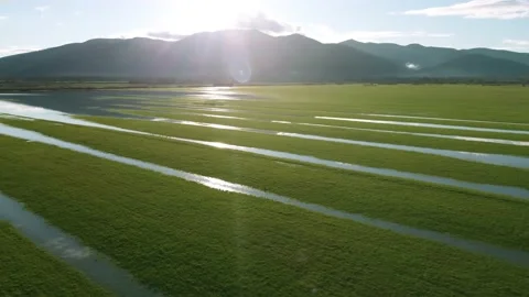 Aerial view of a green flooded fields, mountains in the background, backlight Stock Footage 147881446