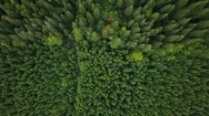 Aerial View: Green Forest Background. Beautiful Nature Scene. Flying Above Stock Footage