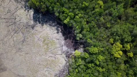 Aerial view of green forest border meeting muddy sediment river bank transition Stock Footage 336816845