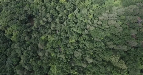Aerial view of green forest. Camera tilted down. Summer scene of forrest. Stock Footage 70776130