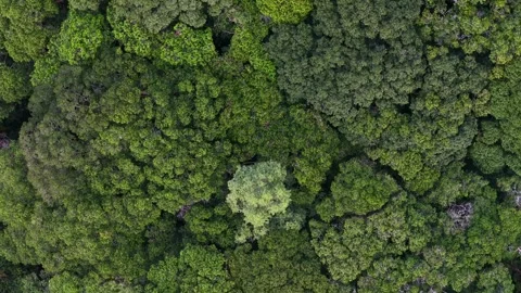 Aerial view of green forest canopy bukit panchor malaysia Vídeo Stock 333058006