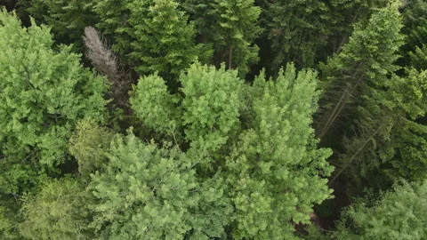 Aerial view of green forest, cloudy day in natural park Stock Footage 135325567