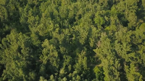 Aerial view of a green forest of deciduous trees on a summer day Stock-Footage 109928748